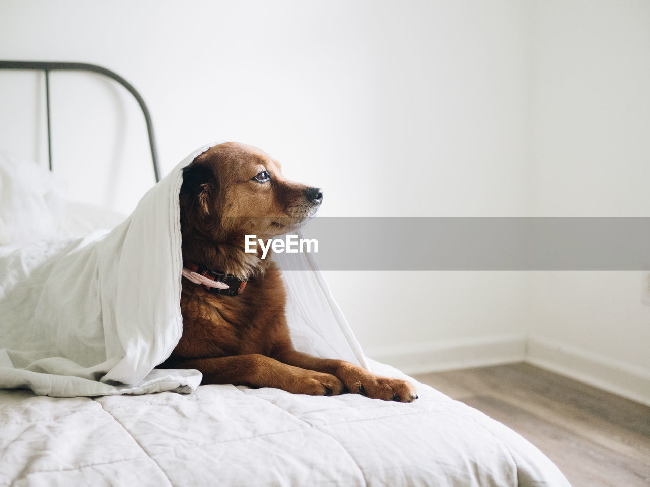 A brown dog under a blanket on a bed