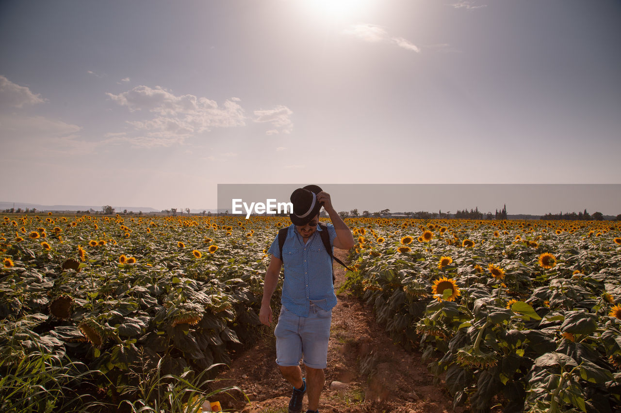 Man wearing hat walking on sunflower field