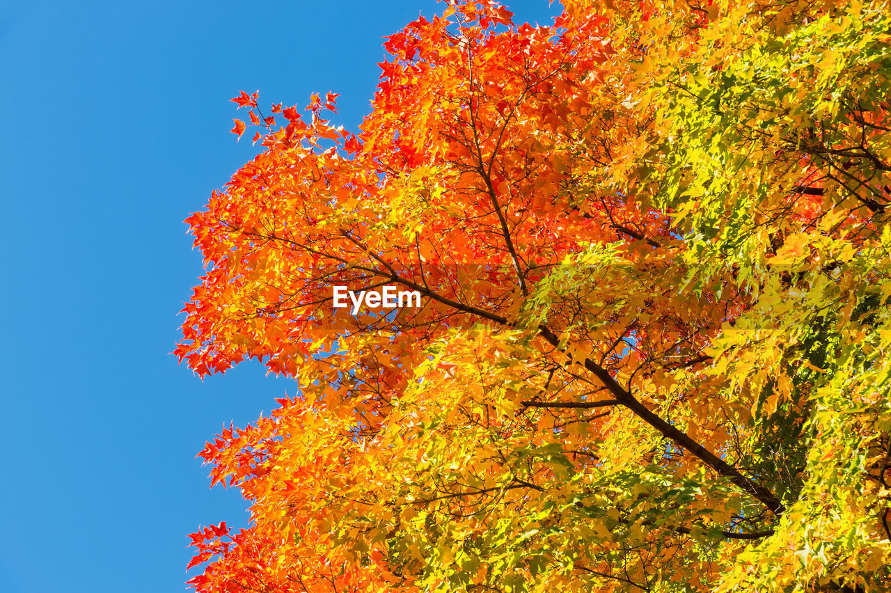 LOW ANGLE VIEW OF MAPLE TREE