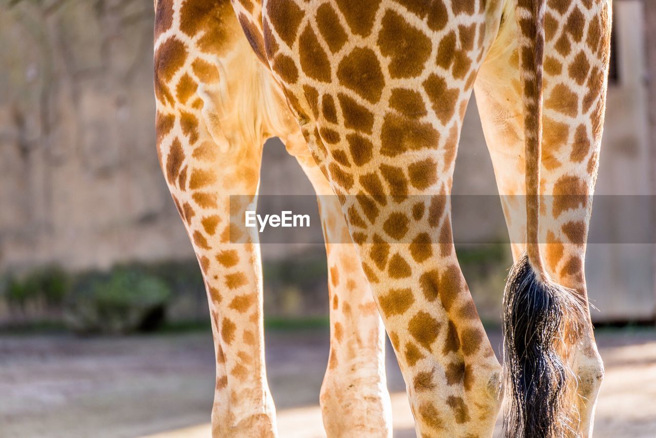 Close-up of giraffe legs