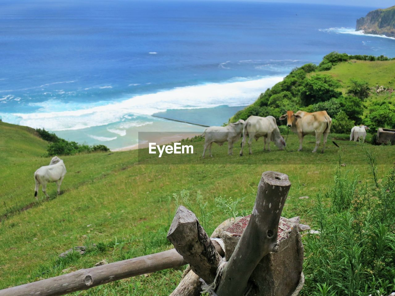 SHEEP GRAZING ON LANDSCAPE AGAINST SEA