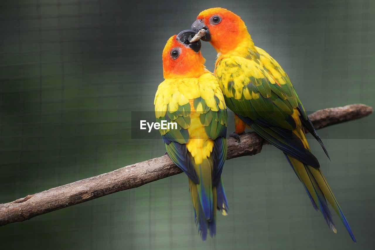 Close-up of sun parakeets feeding on stick at zoo