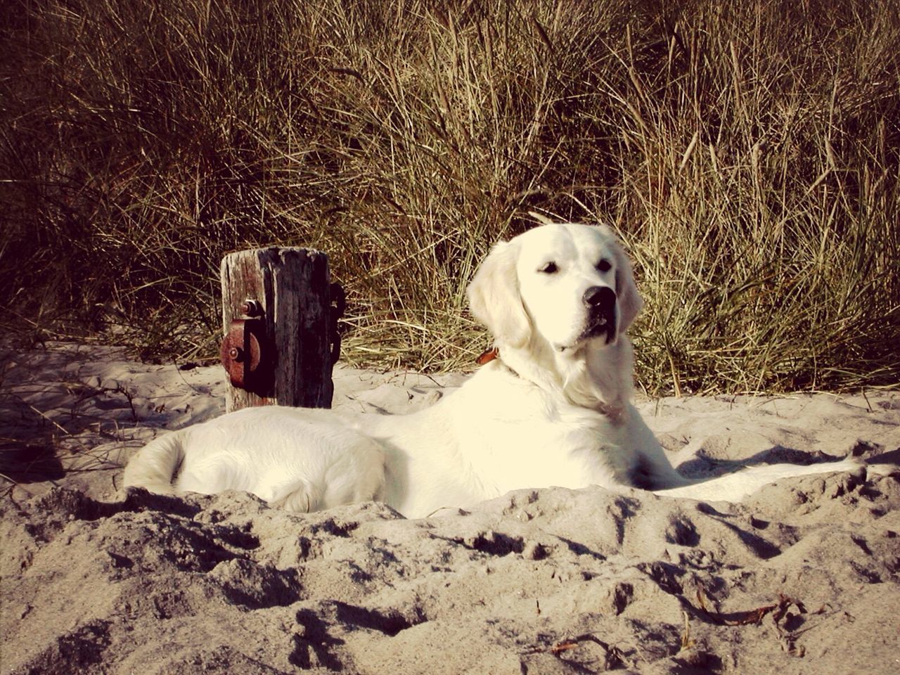 View of a dog relaxing on shore