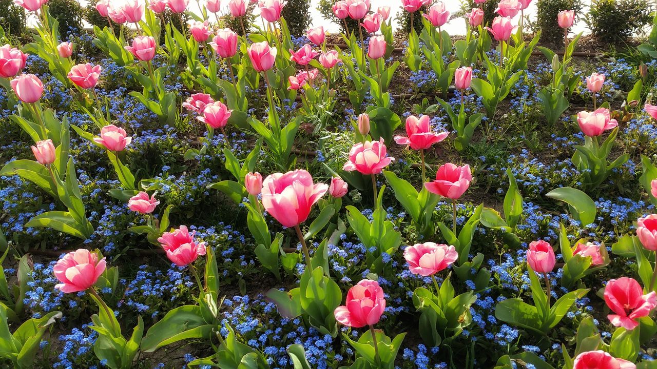 CLOSE-UP OF PINK FLOWERS BLOOMING ON FIELD