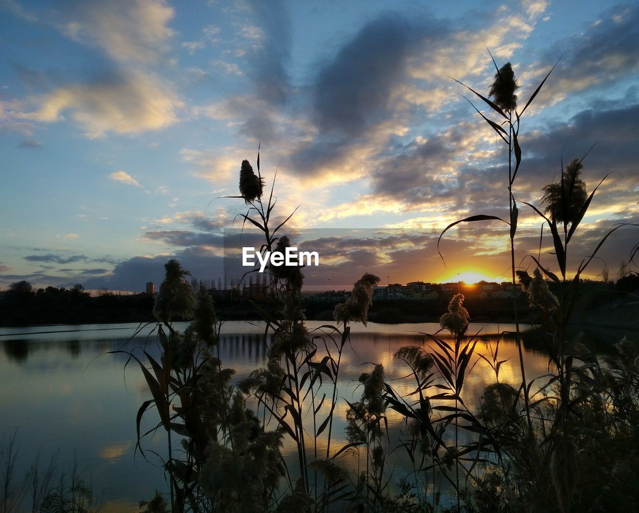 SILHOUETTE PLANTS BY LAKE AGAINST SKY AT SUNSET