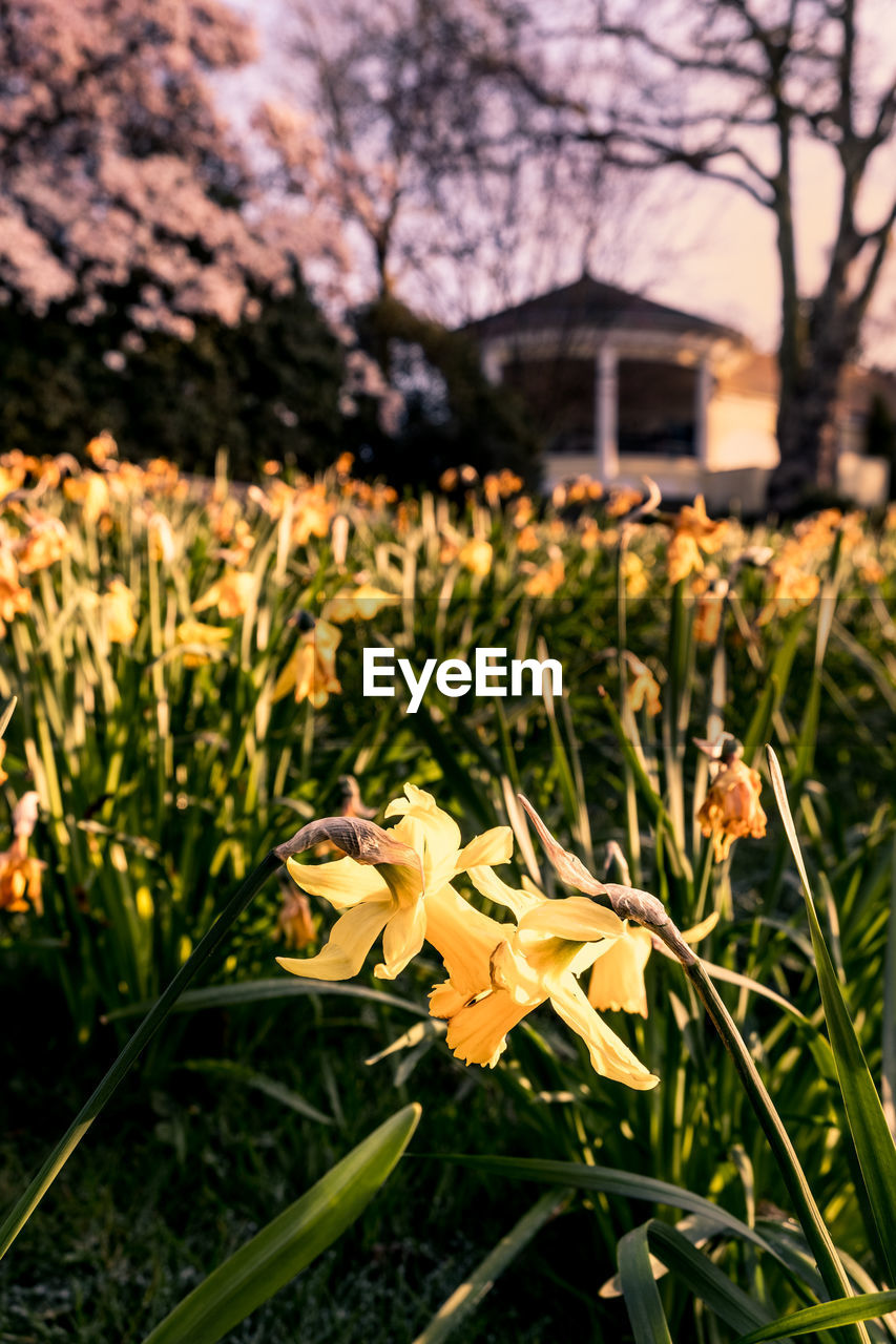 CLOSE-UP OF YELLOW FLOWER ON FIELD