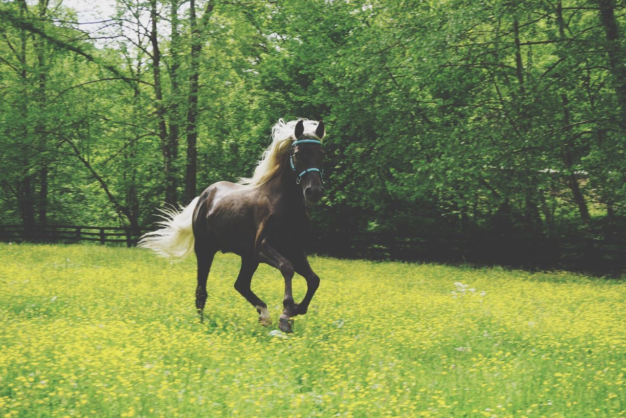 Horse on grassy field