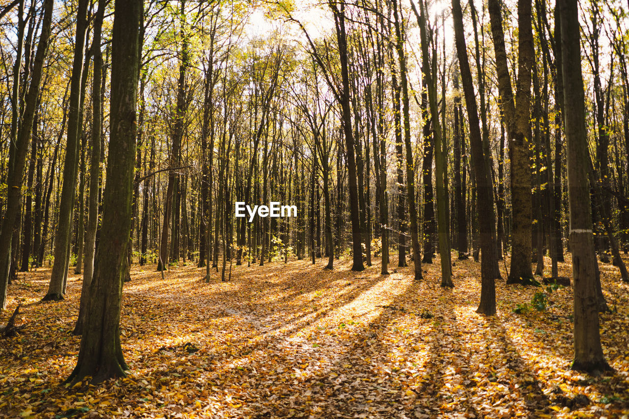 pine trees in forest