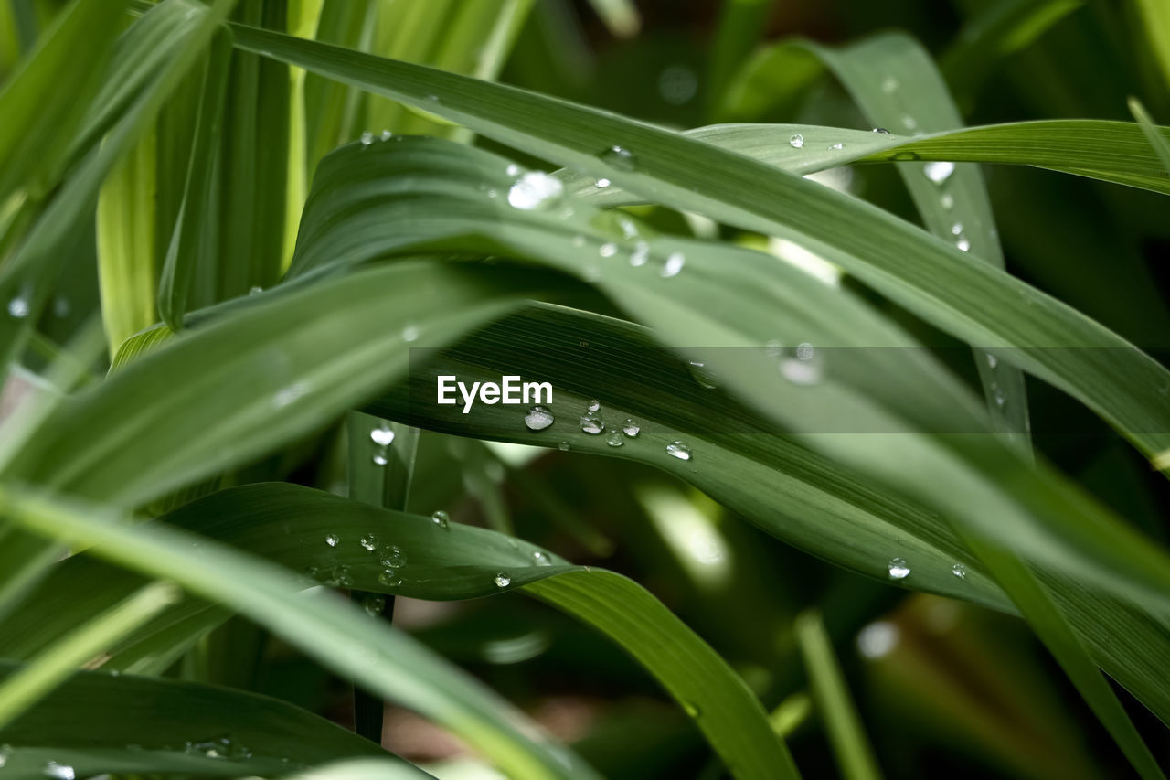 CLOSE-UP OF WATER DROPS ON LEAVES OF PLANT