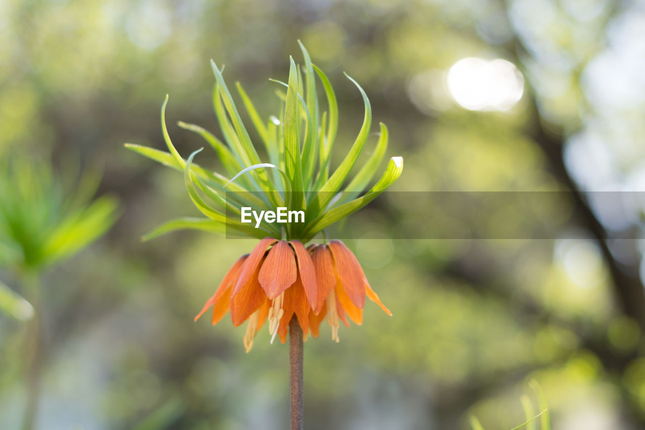 Close-up of flower blooming outdoors