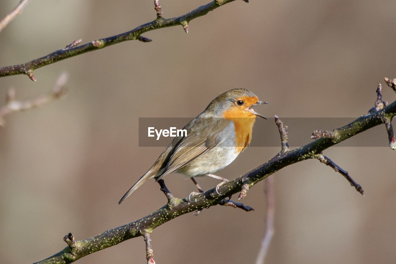 Close-up of robin perching on branch