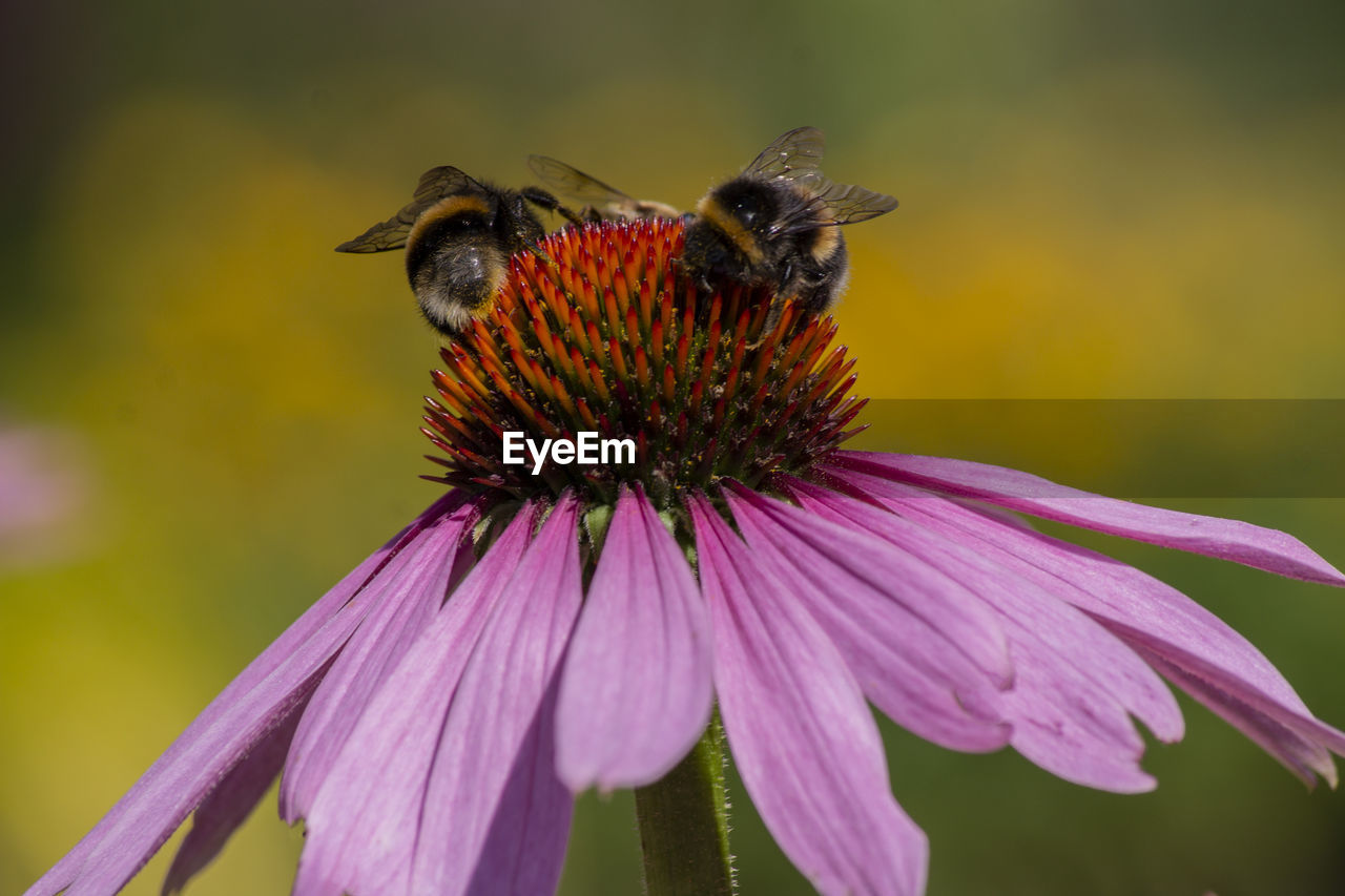 CLOSE-UP OF HONEY BEE ON PURPLE FLOWER