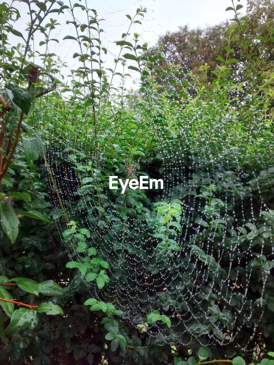 WATER DROPS ON SPIDER WEB IN FOREST