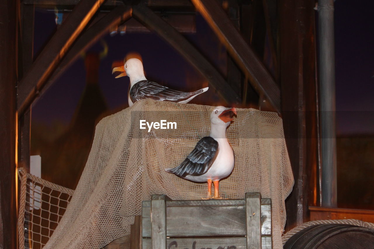 LOW ANGLE VIEW OF BIRD PERCHING ON WOODEN SEAT