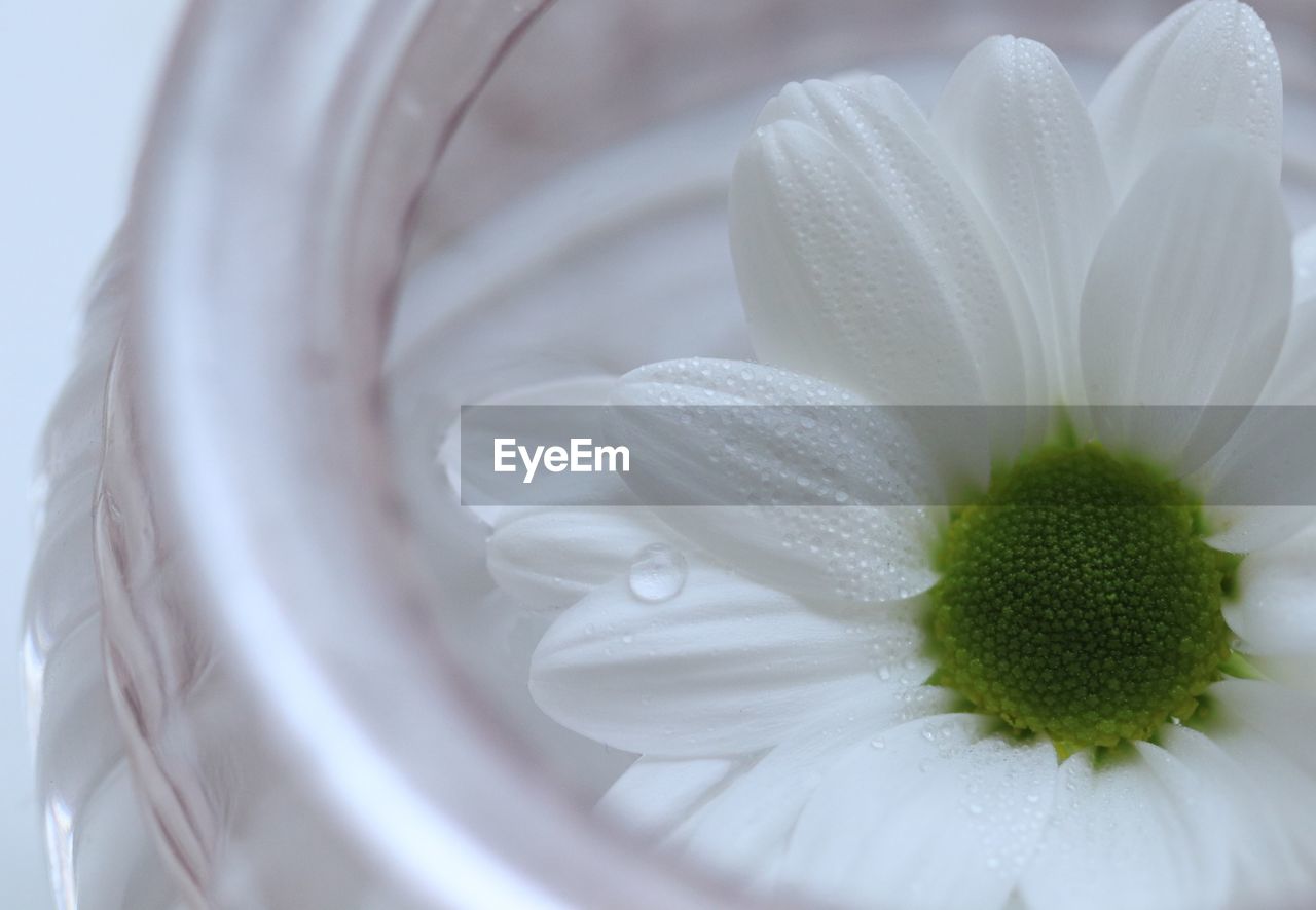 CLOSE-UP OF WHITE FLOWER WITH POLLEN IN BACKGROUND