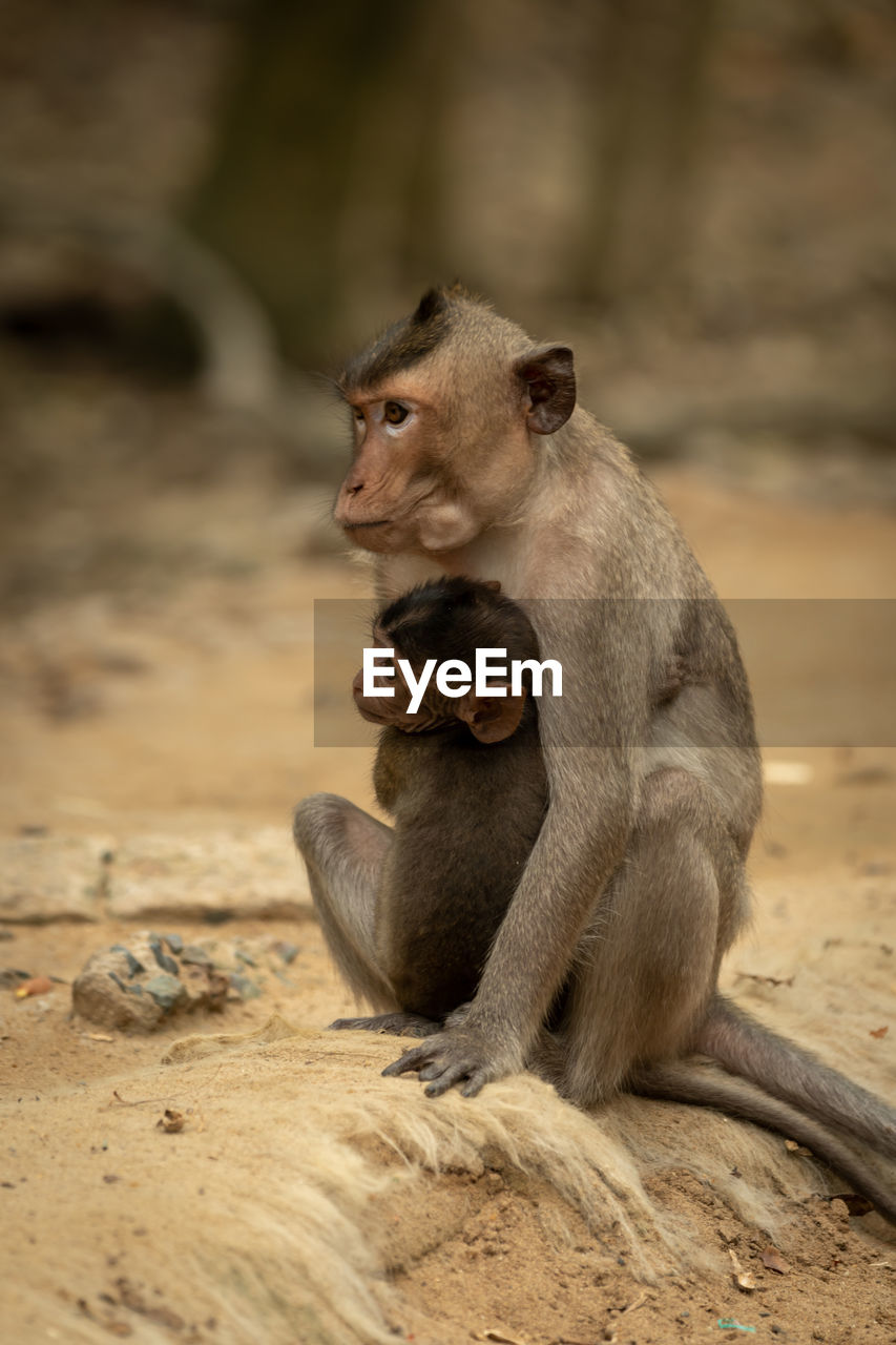 Long-tailed macaque sits hugging baby on sand