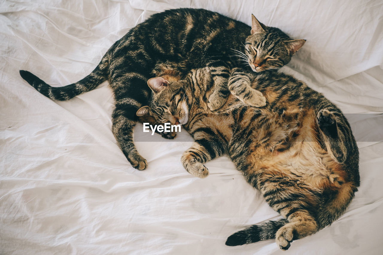 cat, animal, animal themes, mammal, pet, feline, domestic cat, domestic animals, one animal, bed, felidae, whiskers, relaxation, furniture, lying down, indoors, high angle view, no people, small to medium-sized cats, bedroom, resting, carnivore, sleeping