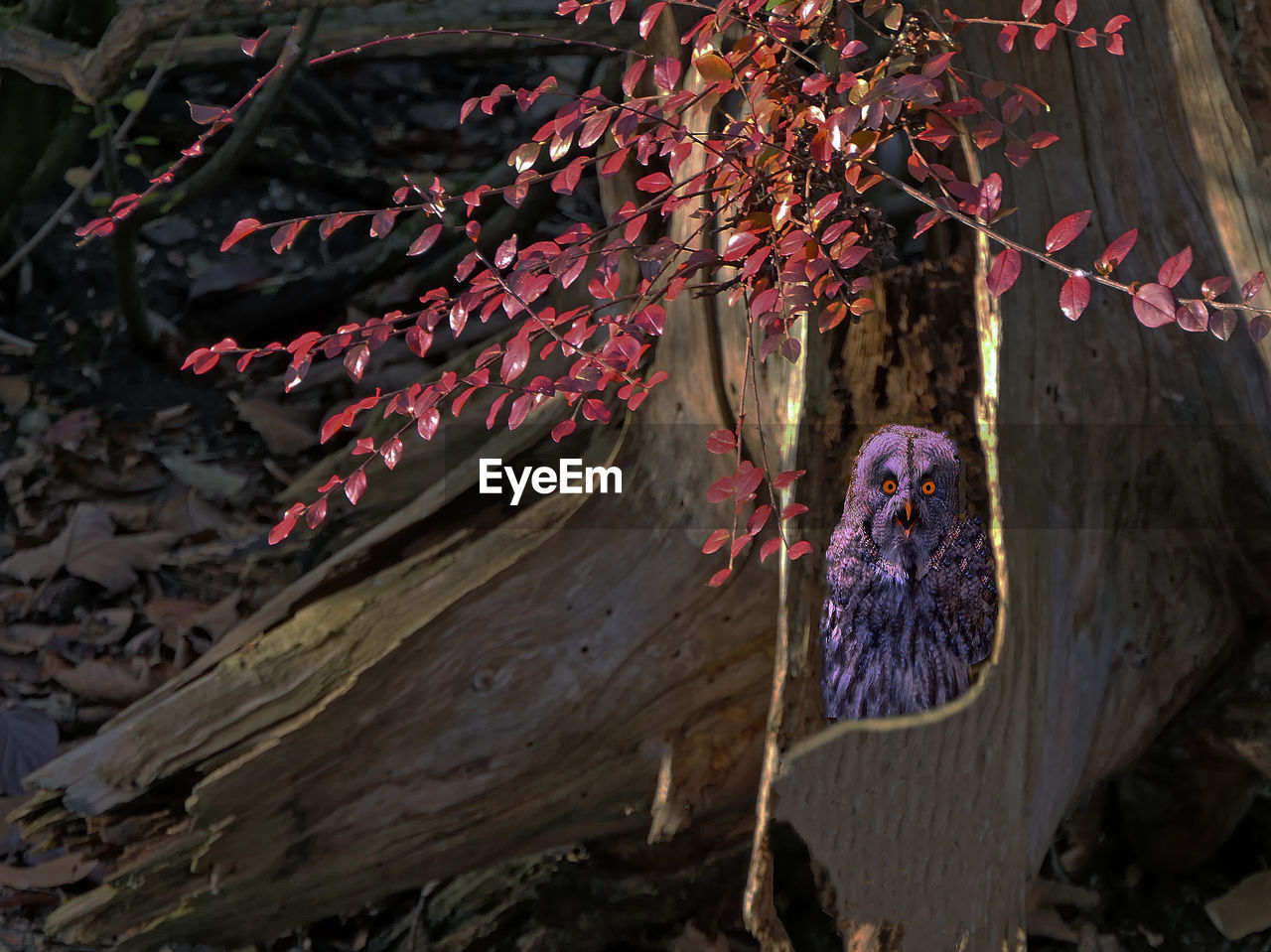 CLOSE-UP OF RED FLOWERING TREE