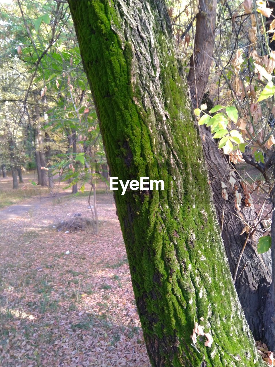 TREE TRUNK IN FOREST