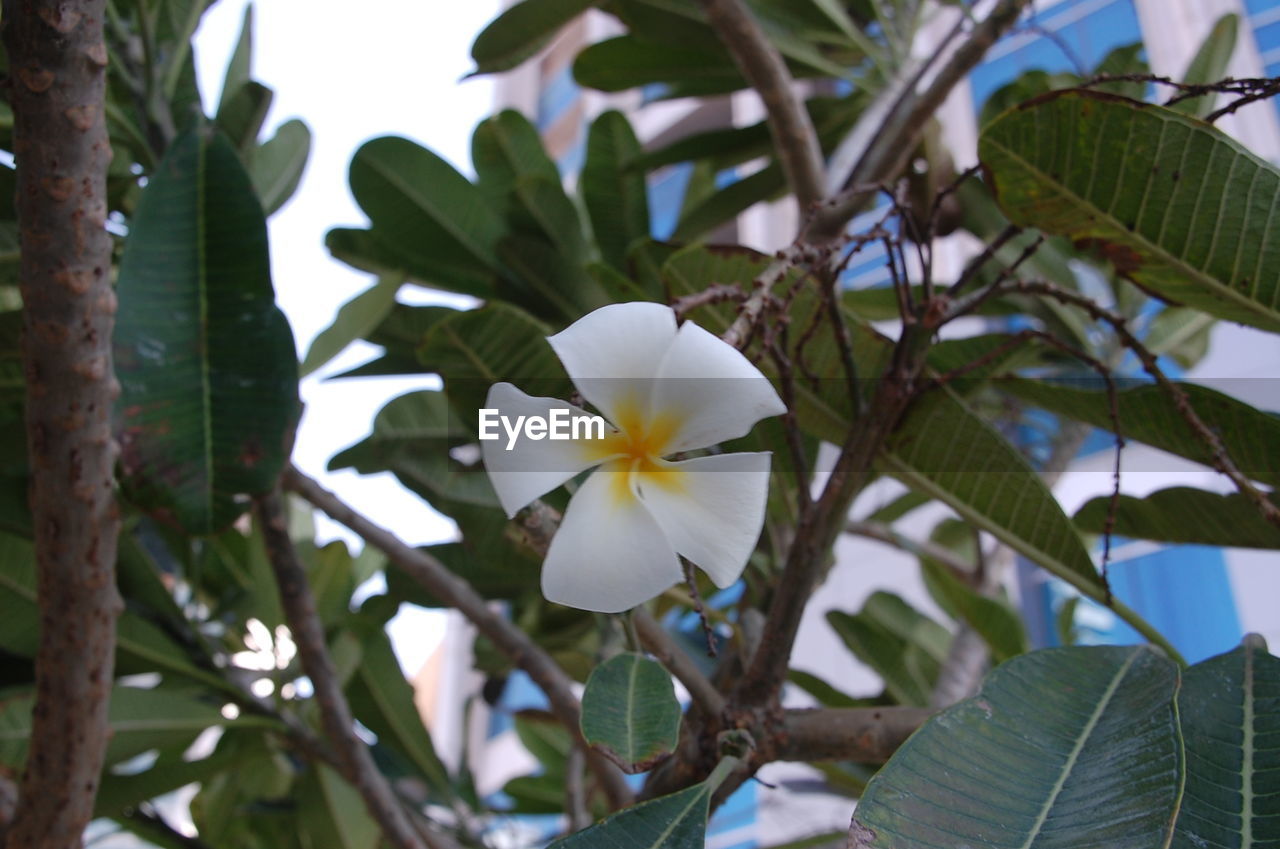LOW ANGLE VIEW OF WHITE FLOWERS ON TREE