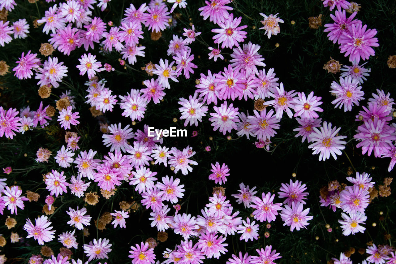 High angle view of pink flowering plants