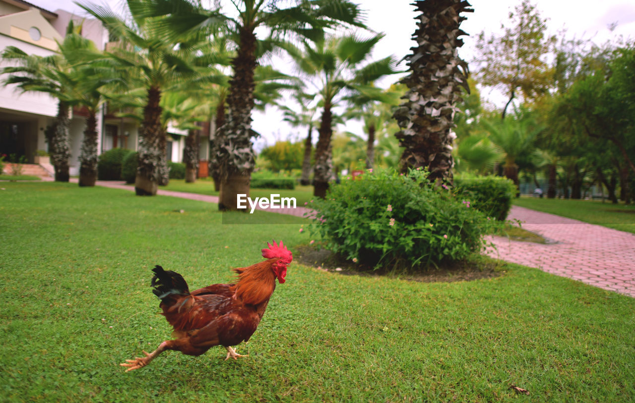 Close-up of rooster on grassy field