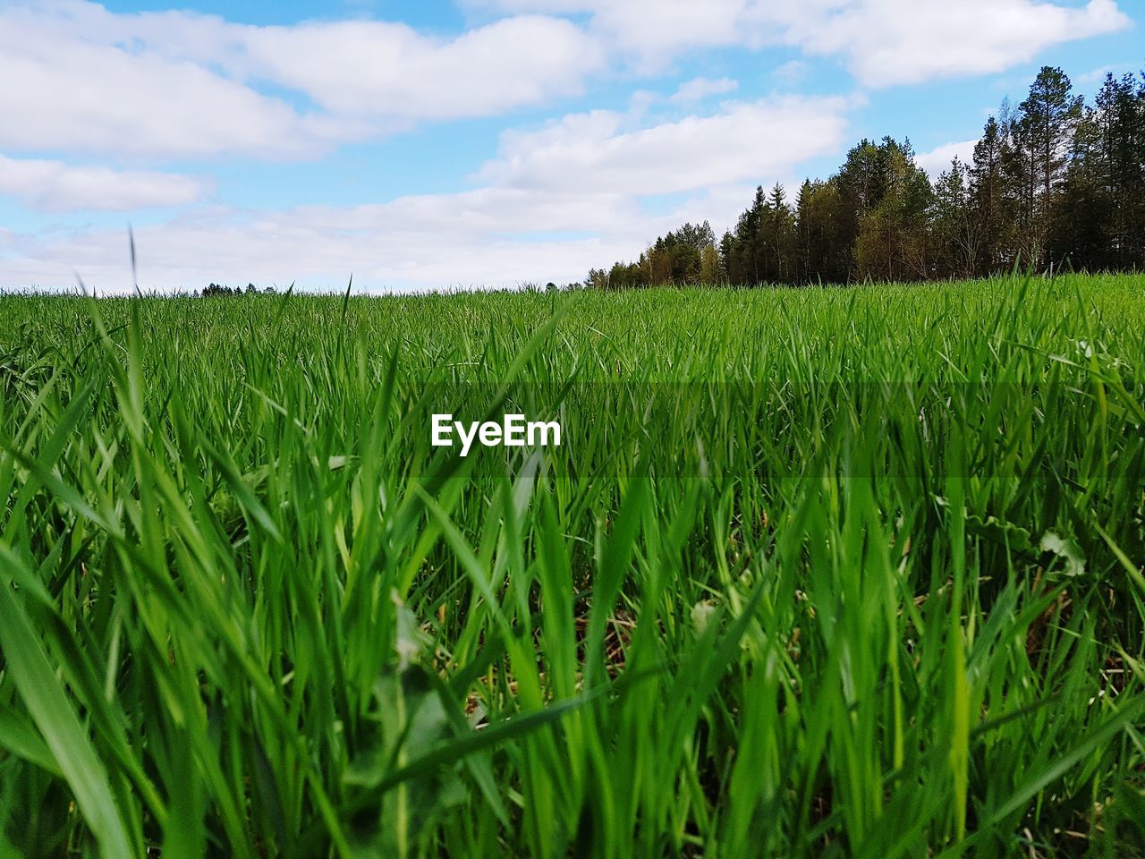 SCENIC VIEW OF WHEAT FIELD