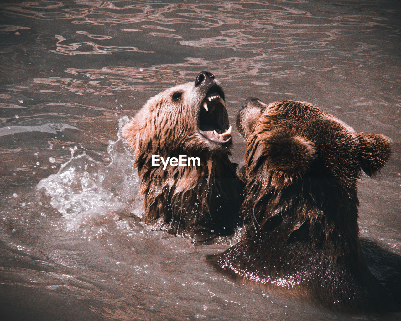 Brown bears playing