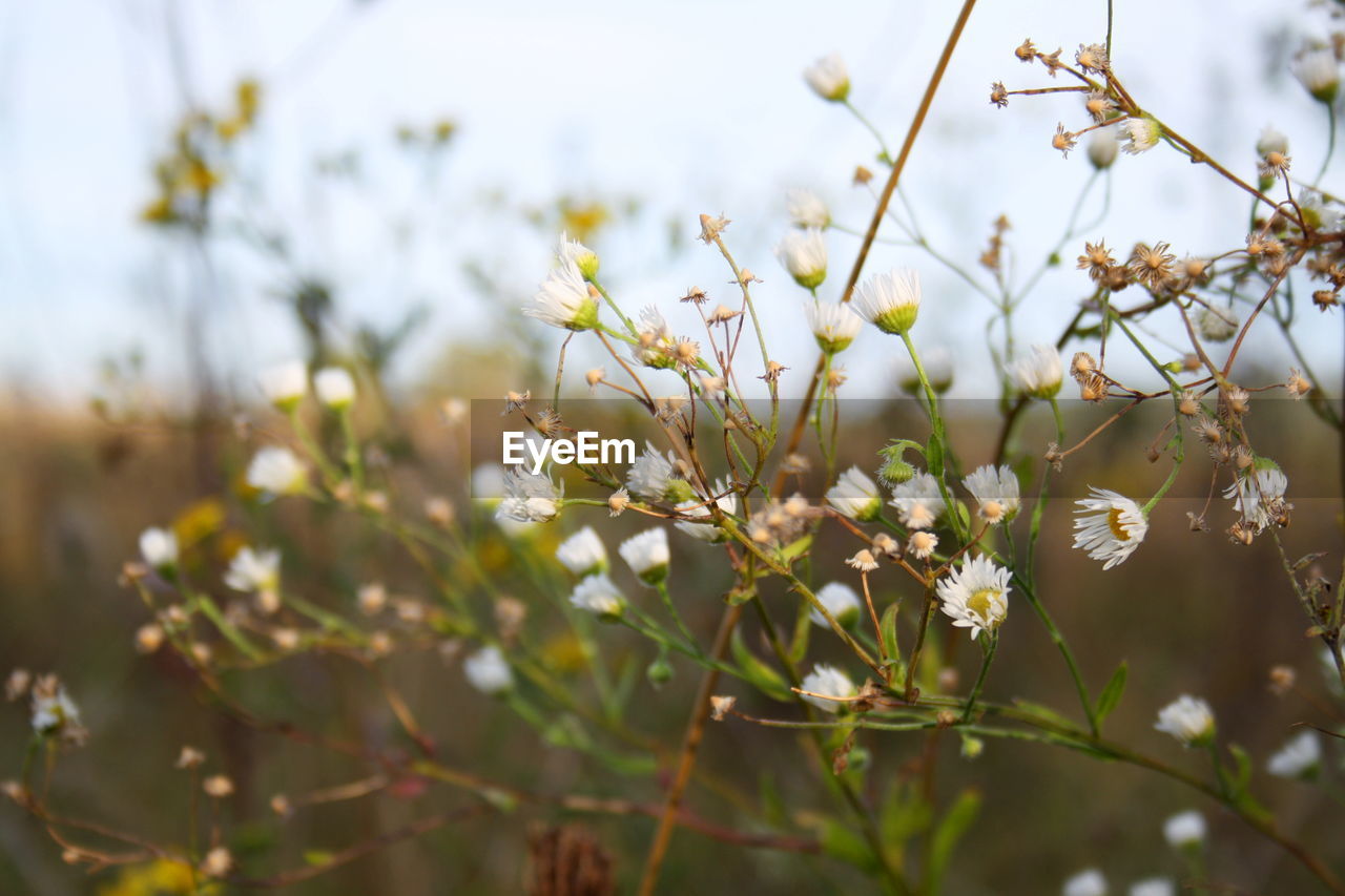 CLOSE-UP OF WHITE FLOWERS ON BRANCH