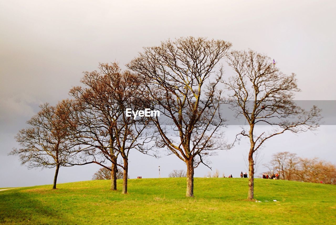 BARE TREE ON FIELD