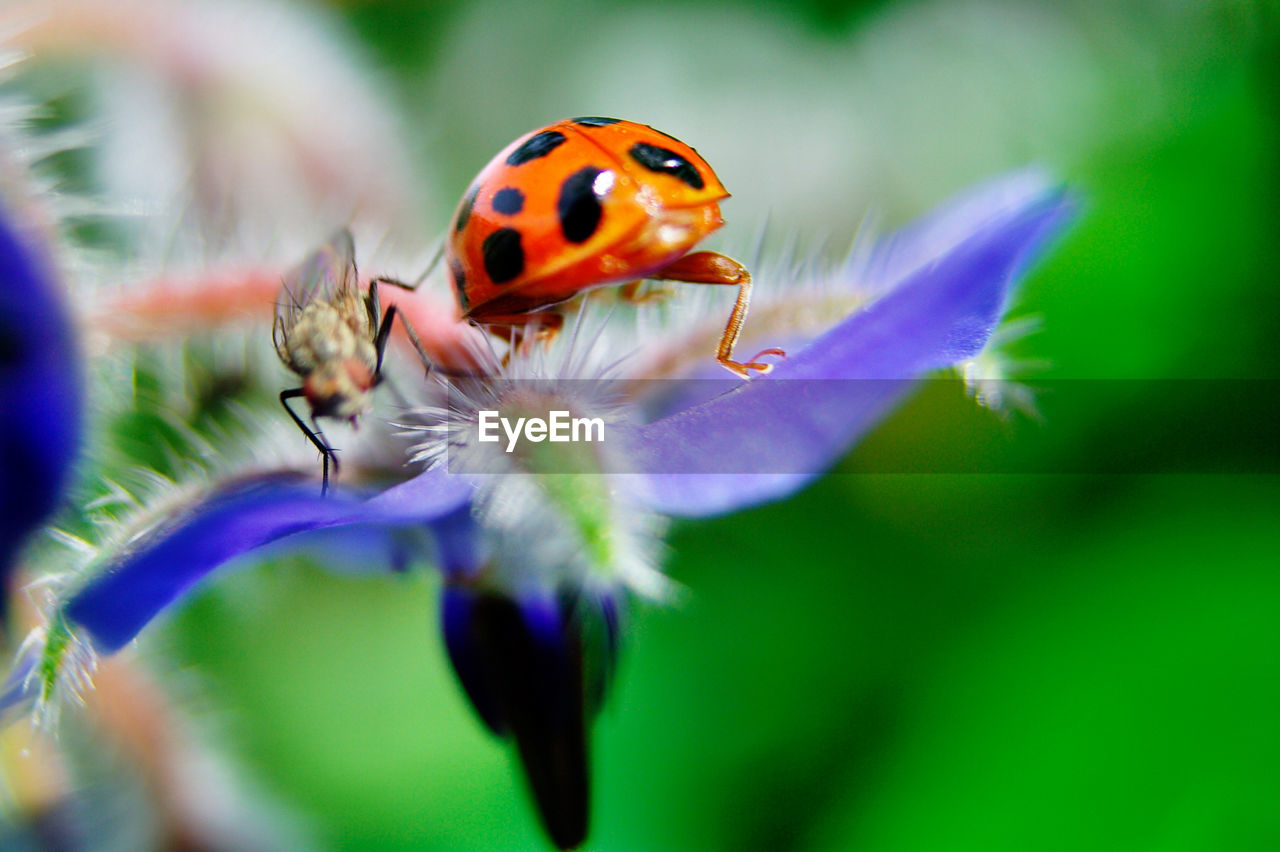 CLOSE-UP OF LADYBUG ON PLANT