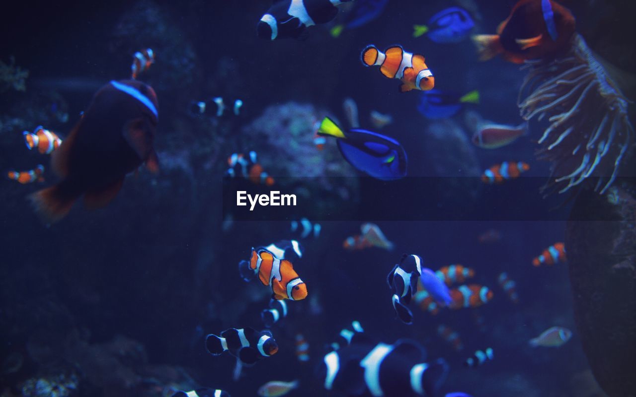 GROUP OF FISH IN AQUARIUM