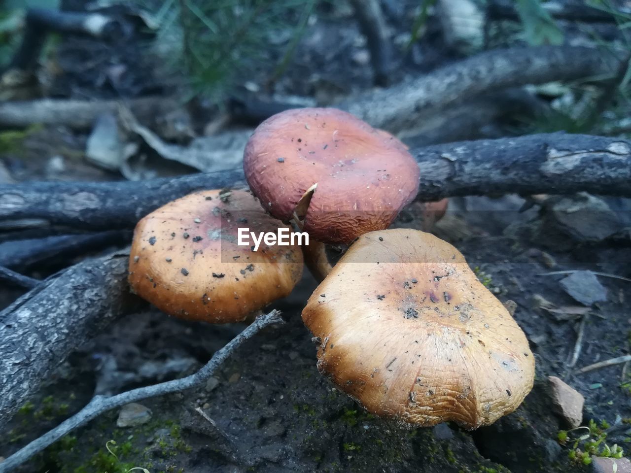 CLOSE-UP OF MUSHROOMS GROWING ON GROUND