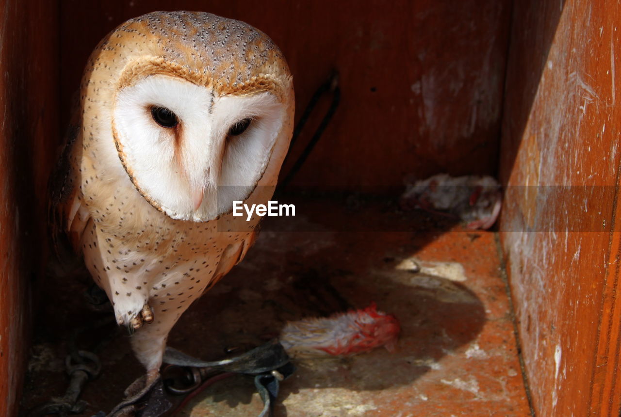 Close-up of barn owl on sunny day