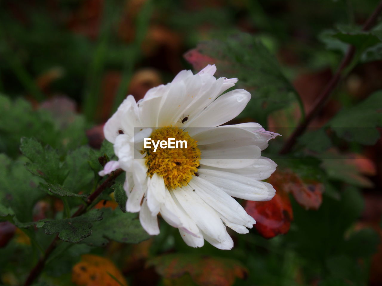 CLOSE-UP OF WHITE FLOWER BLOOMING IN PARK