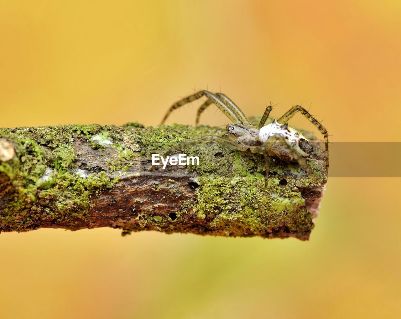 CLOSE-UP OF SPIDER ON A LEAF