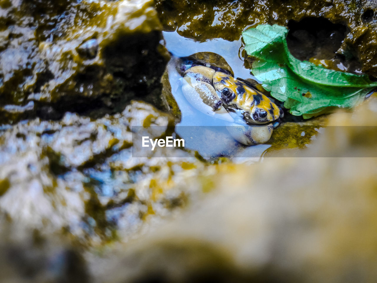 Little rare crab
