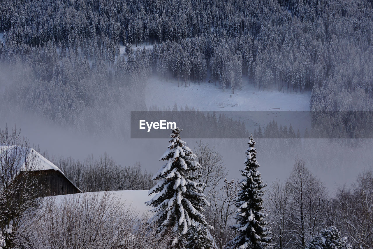 SCENIC VIEW OF PINE TREES DURING WINTER