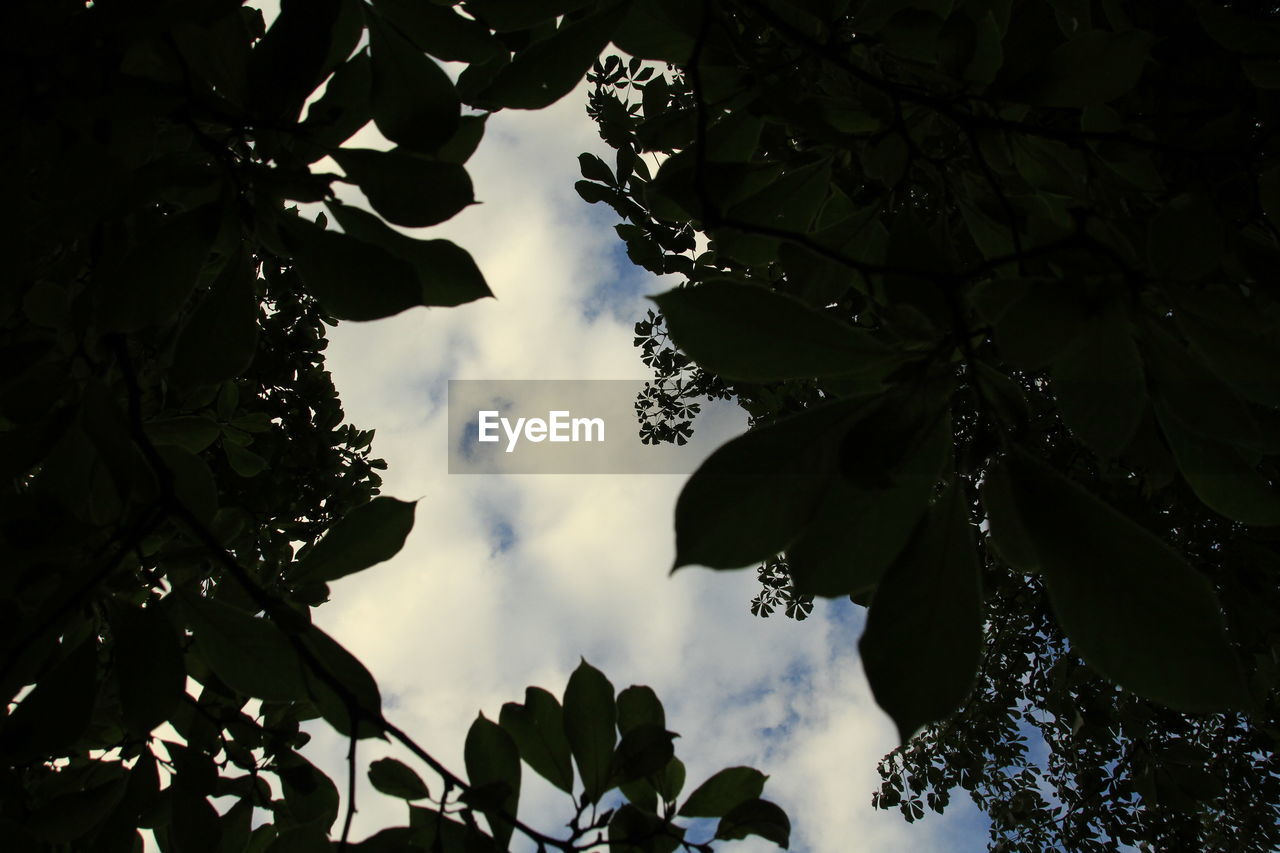 LOW ANGLE VIEW OF LEAVES ON TREE AGAINST SKY