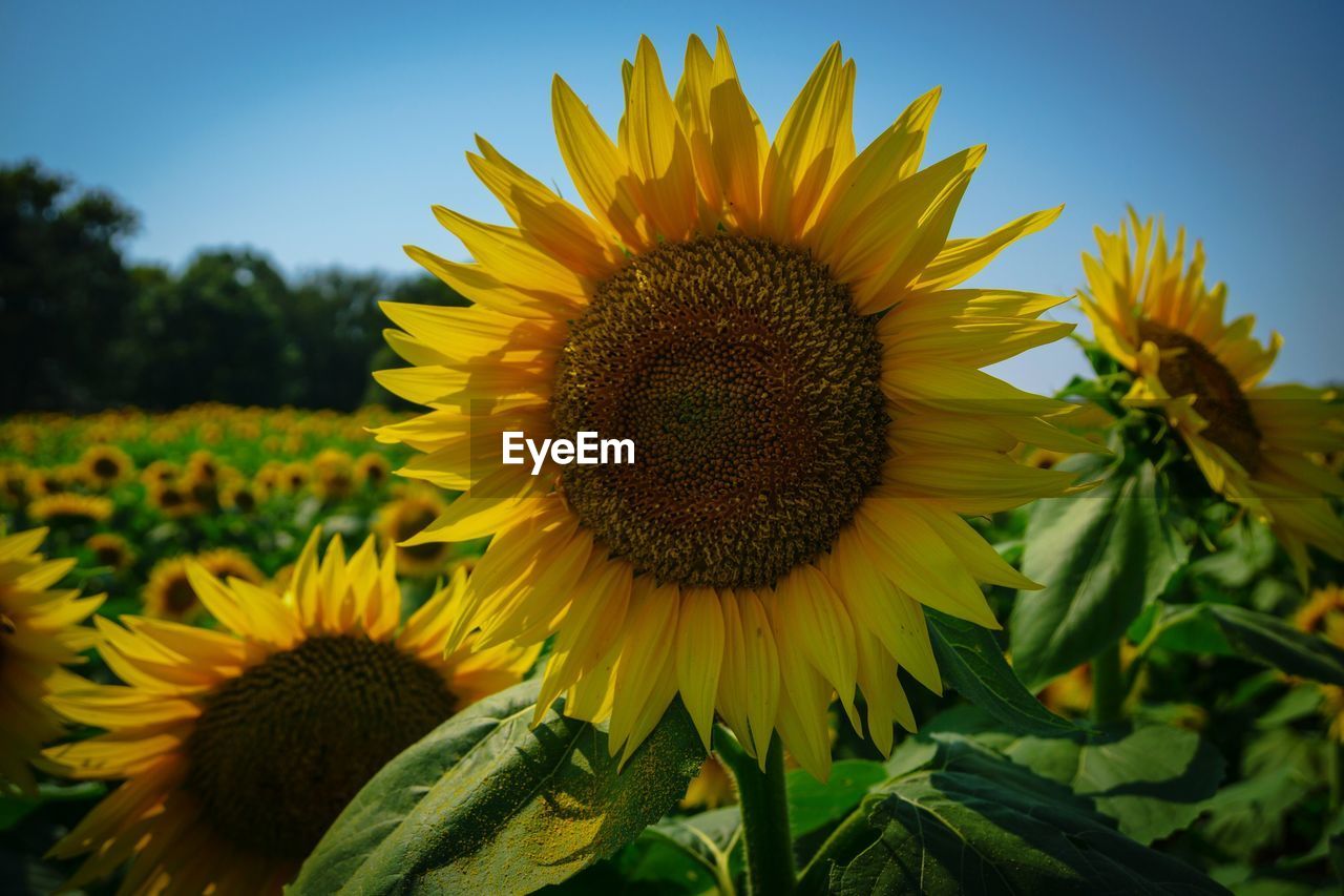 CLOSE-UP OF SUNFLOWERS ON FIELD AGAINST SKY