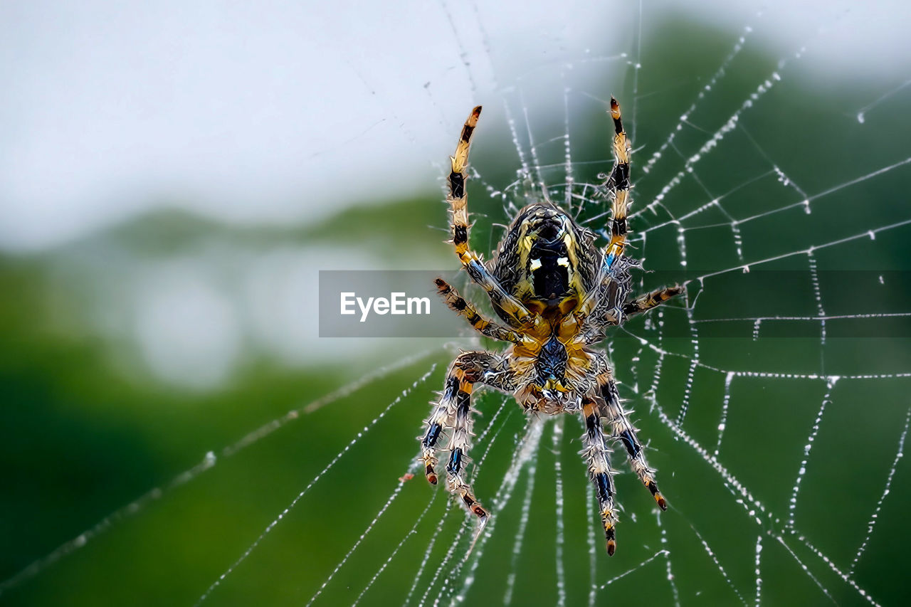 spider web, animal themes, fragility, animal, spider, arachnid, animal wildlife, close-up, wildlife, insect, one animal, focus on foreground, argiope, macro photography, nature, animal body part, beauty in nature, no people, macro, outdoors, animal leg, day, spinning, selective focus, limb, complexity, animals hunting, weaving, intricacy, zoology, web, green, sign, tranquility