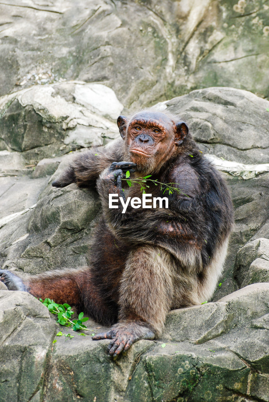 PORTRAIT OF MONKEYS SITTING ON ROCK