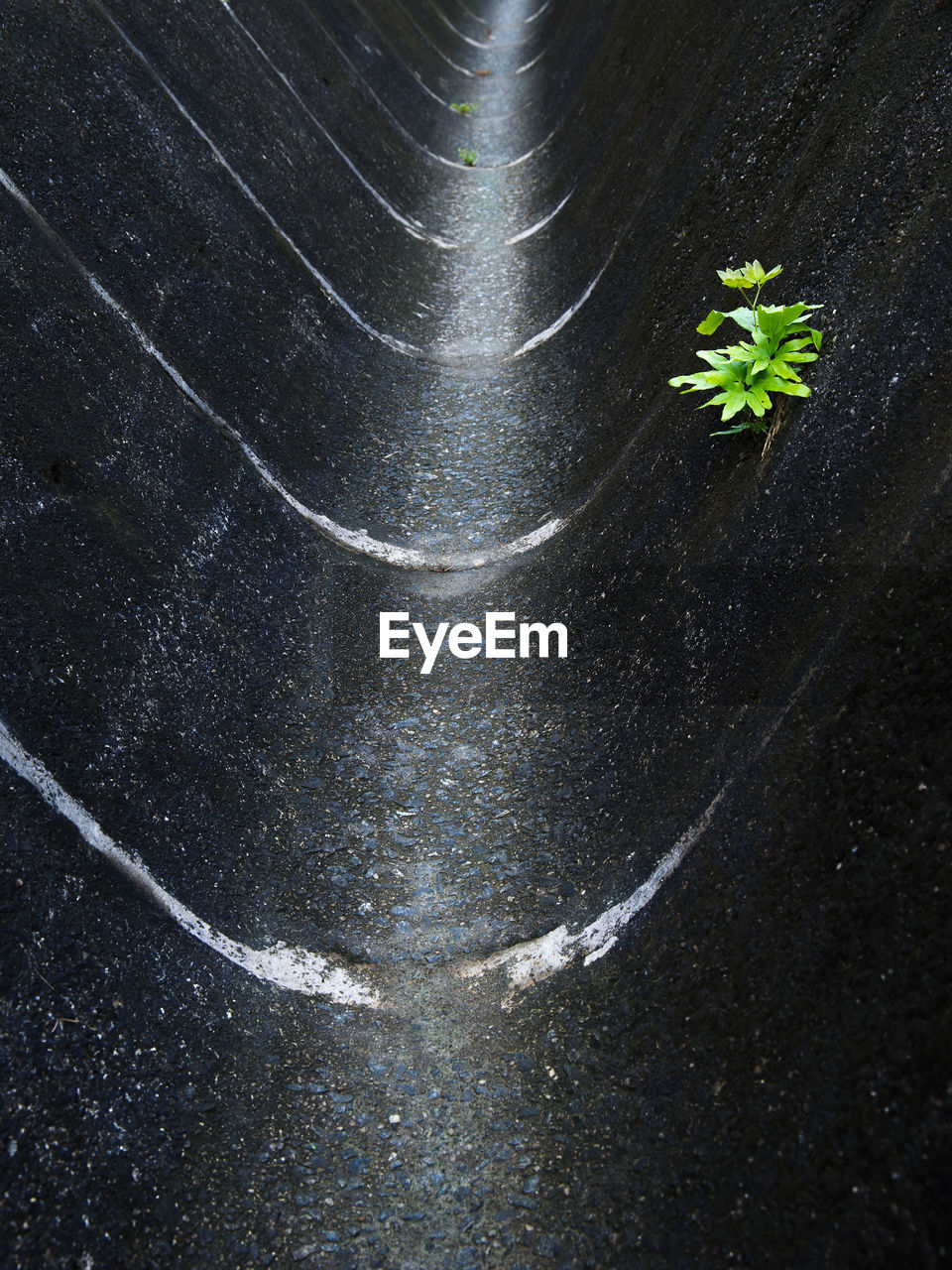 HIGH ANGLE VIEW OF ROSE PLANT ON FOOTPATH