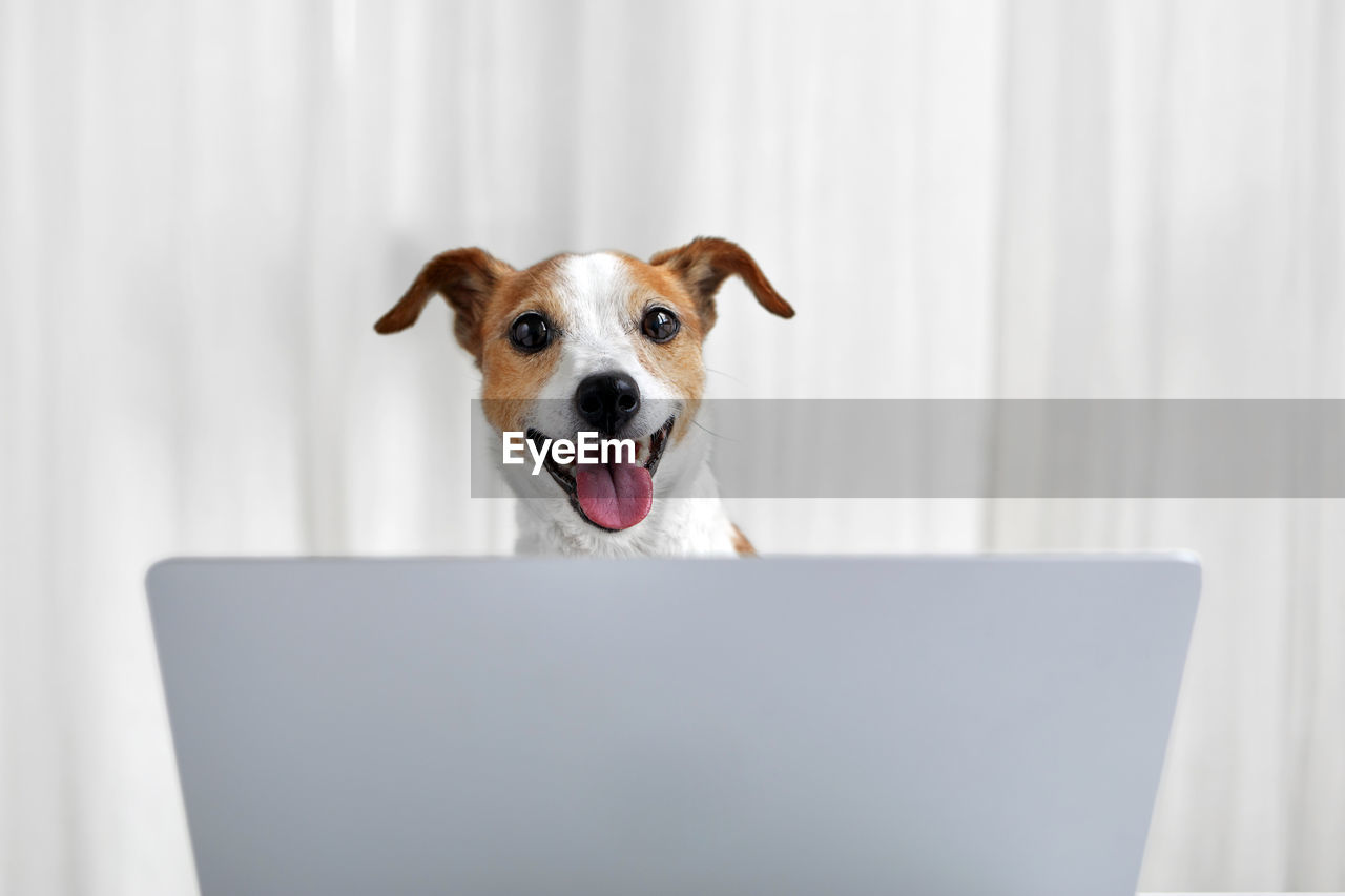 Happy dog with laptop in white home