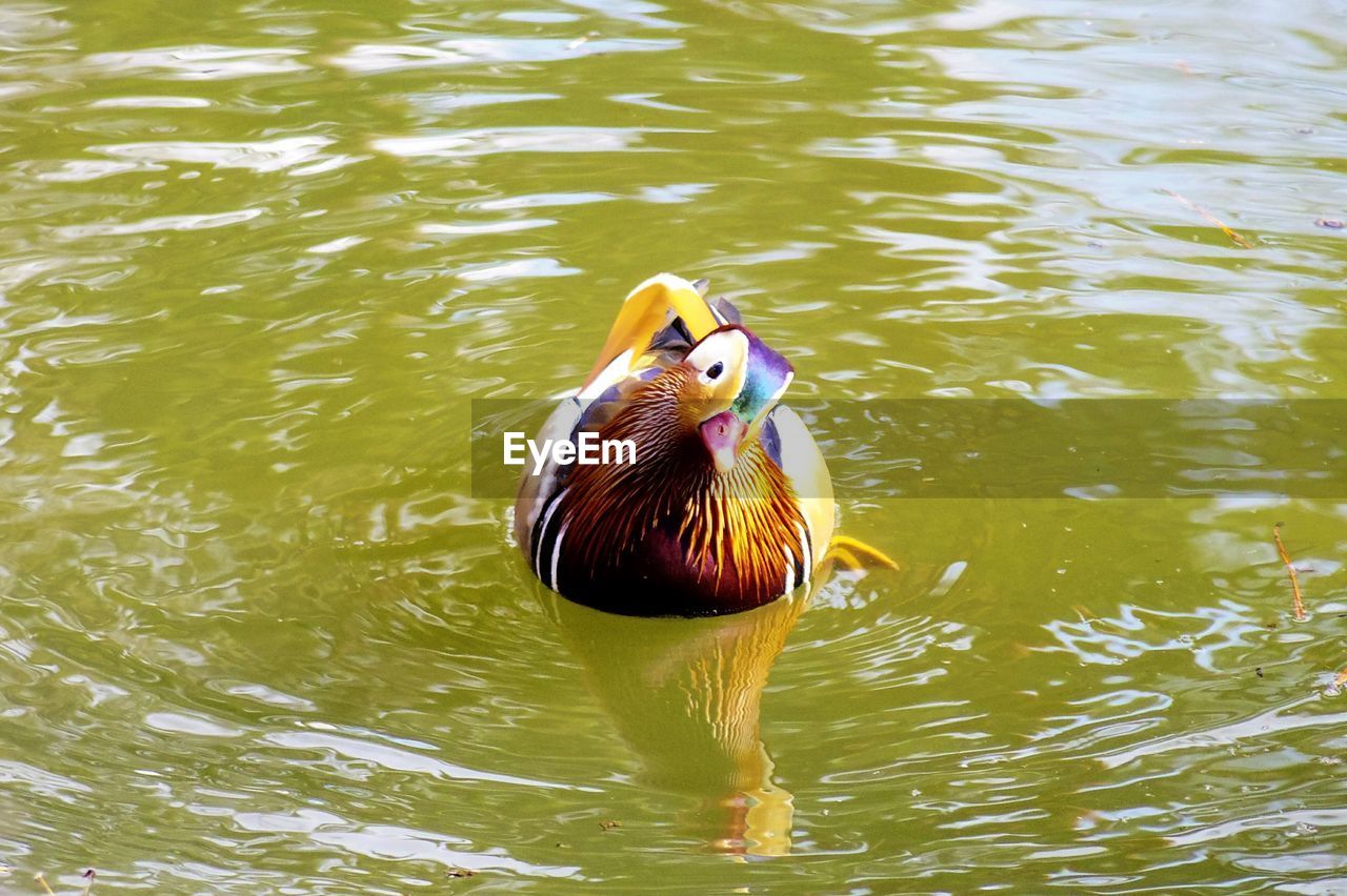 DUCK SWIMMING ON LAKE