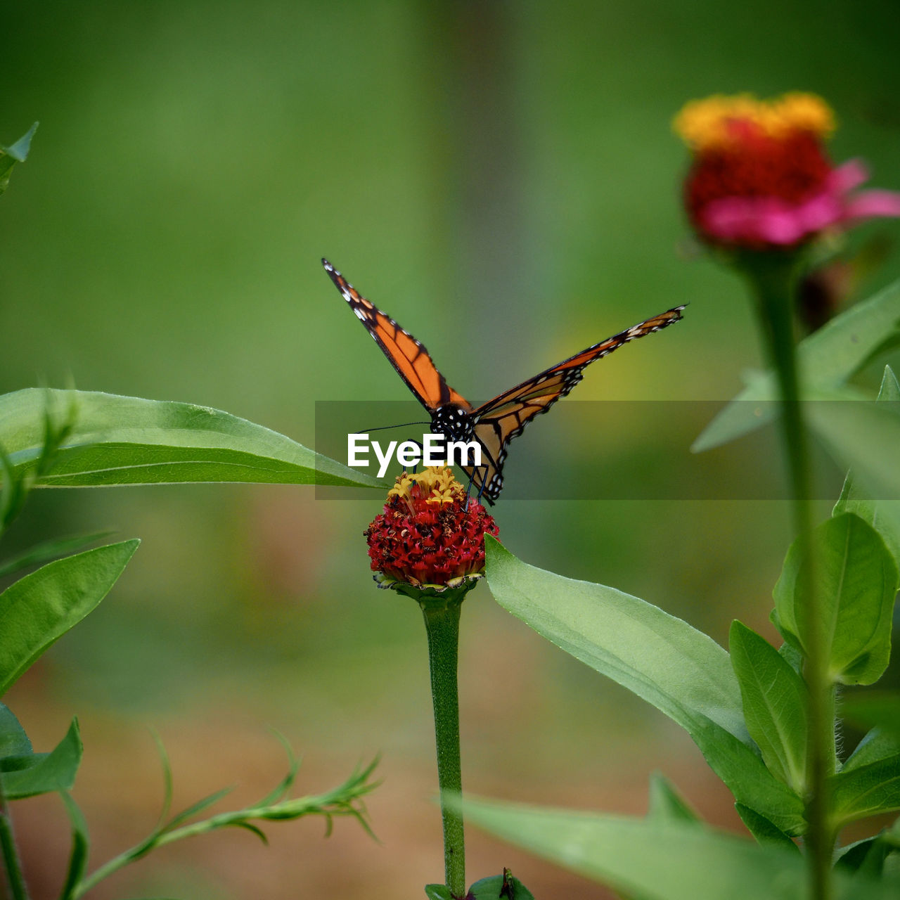 Close-up of butterfly on flower