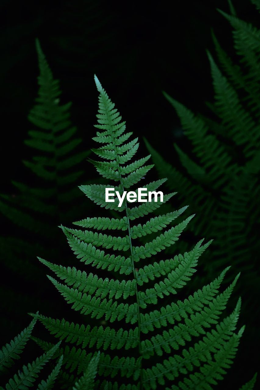 Close-up of fern leaves in forest at night