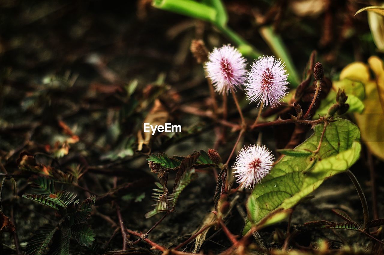 CLOSE-UP OF FLOWERING PLANTS ON LAND