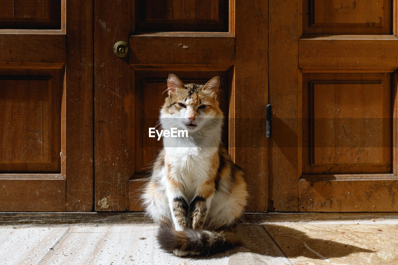 Portrait of cat sitting against closed door