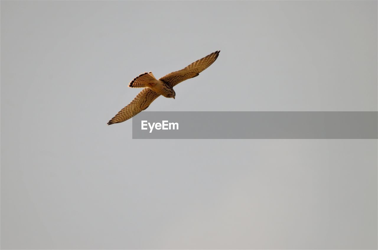 LOW ANGLE VIEW OF BIRD FLYING AGAINST CLEAR SKY